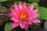 WanvisaWaterLily