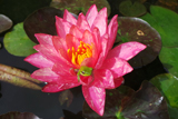 WanvisaWaterLily