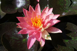 WanvisaWaterLily