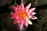WanvisaWaterLily
