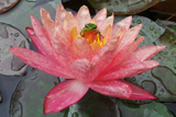 WanvisaWaterLily