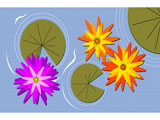 WaterLilies