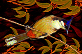 Whipbird 2